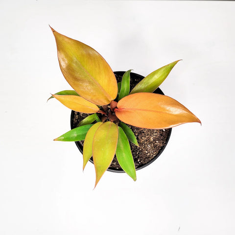 Philodendron Prince of Orange