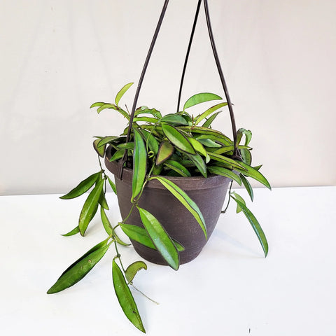 Hoya Wayetti
