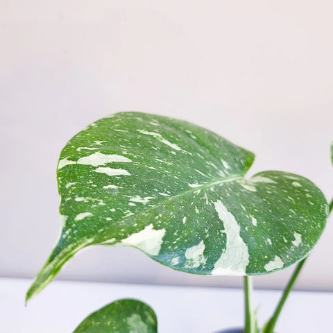 Monstera Deliciosa - Thai Constellation