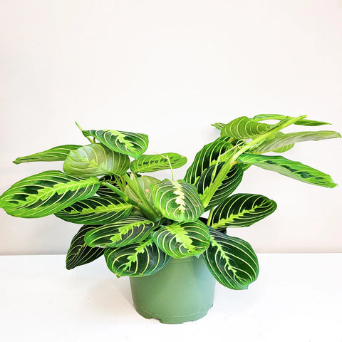 Maranta Leuconeura - Lemon Lime Prayer