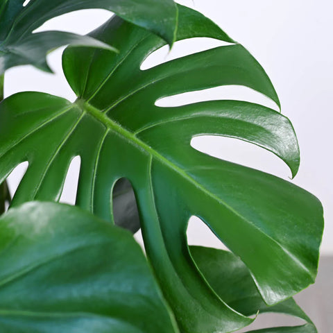 Monstera Deliciosa