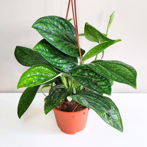 Monstera Karstenianum - Peru