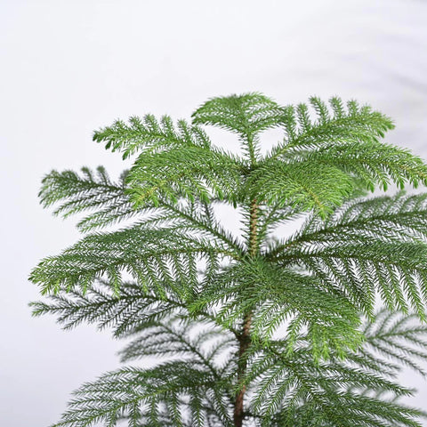 Norfolk Pine
