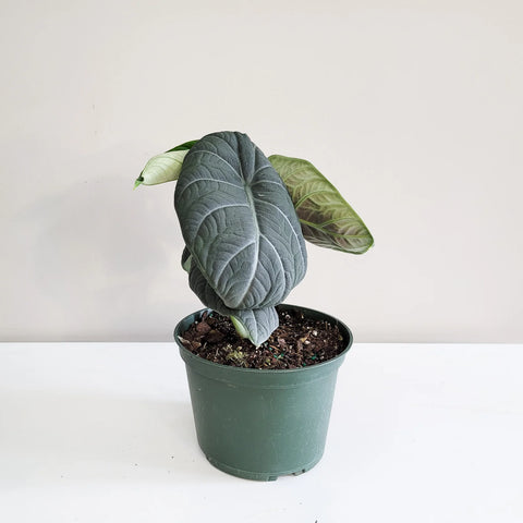 Alocasia Maharani