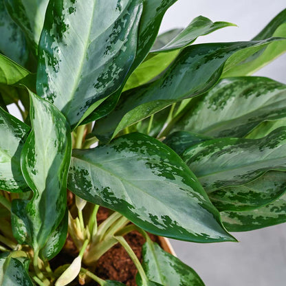 Aglaonema Manila Beauty XL