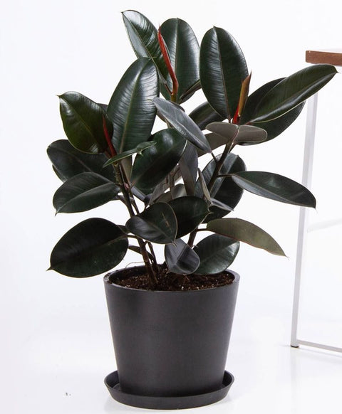 Rubber Plant