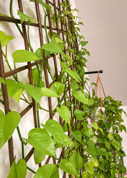 Vertical Garden Installation