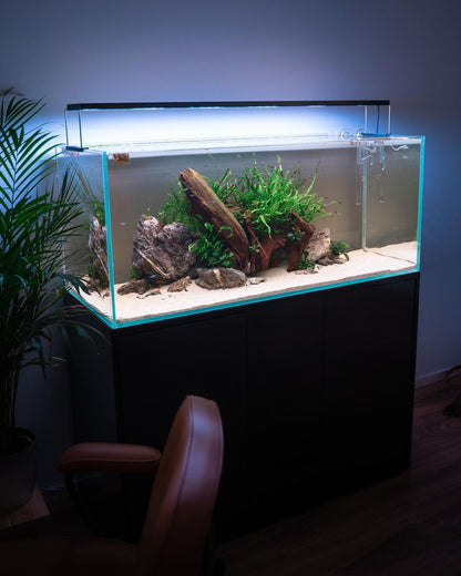 Aquarium Setup & Maintenance