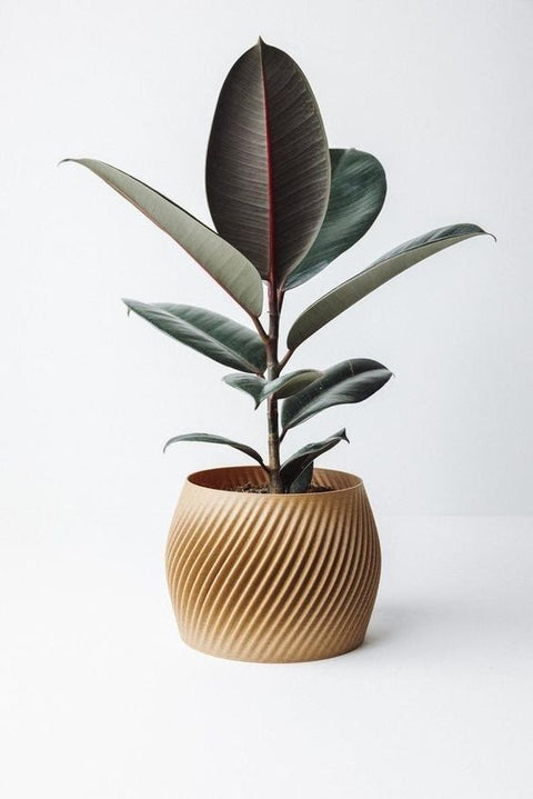 Rubber Plant