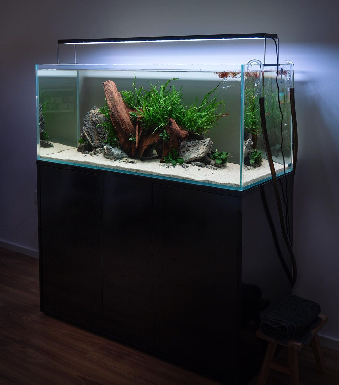 Aquarium Setup & Maintenance