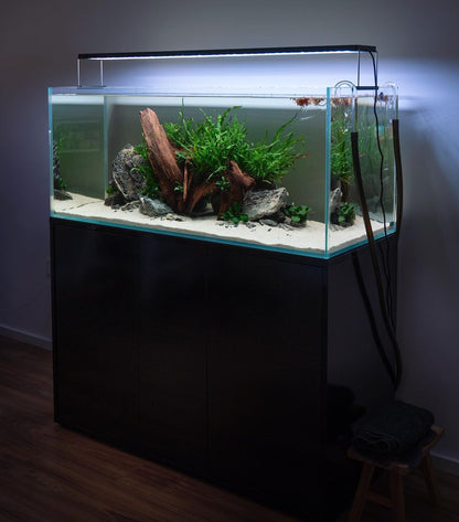 Aquarium Setup & Maintenance