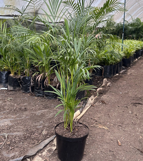 Bamboo Palm XL