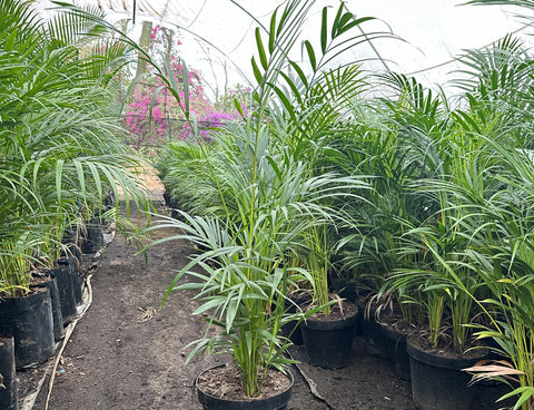 Bamboo Palm XL