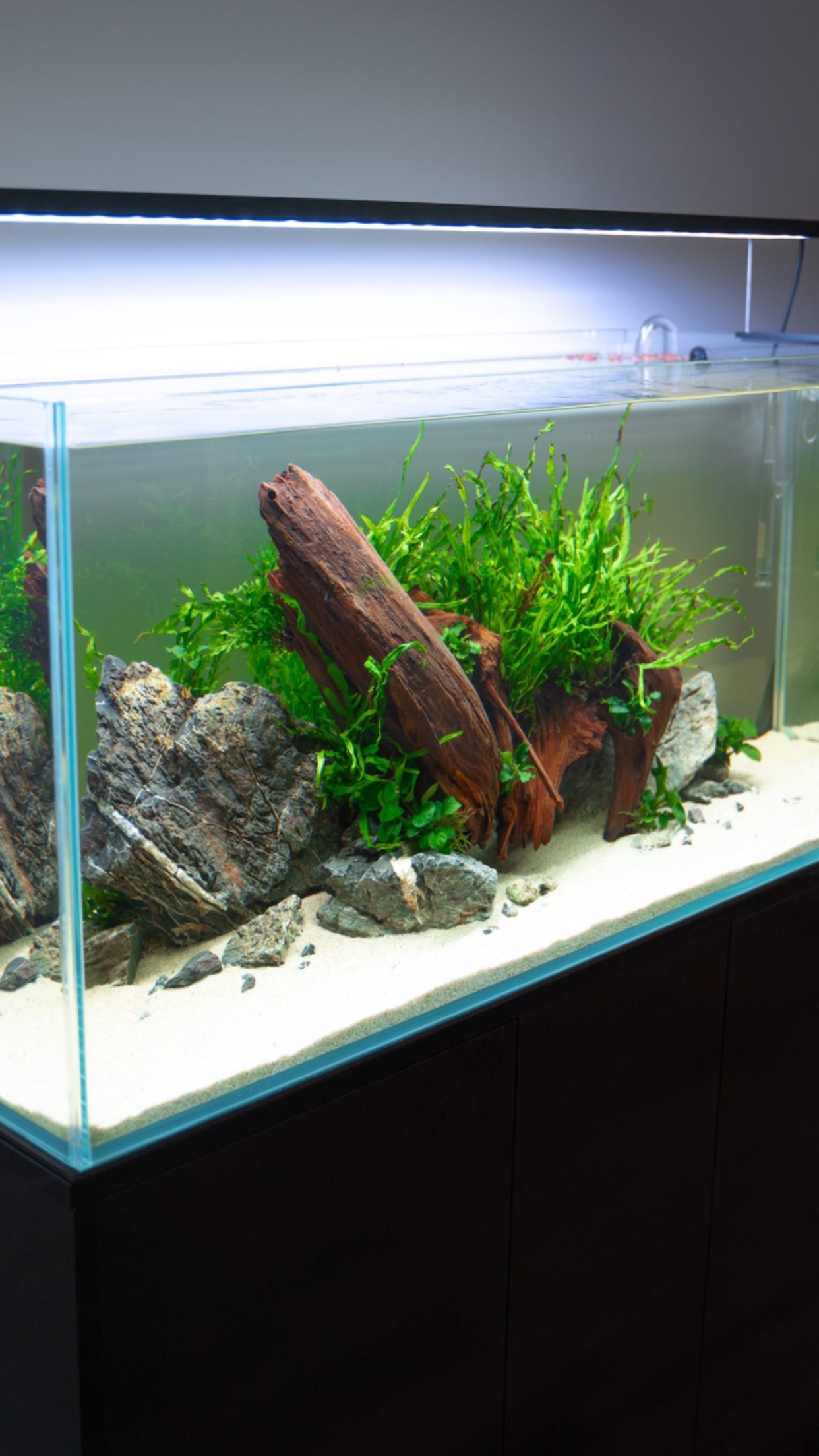 Aquarium Setup & Maintenance