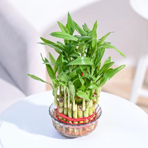 Lucky Bamboo