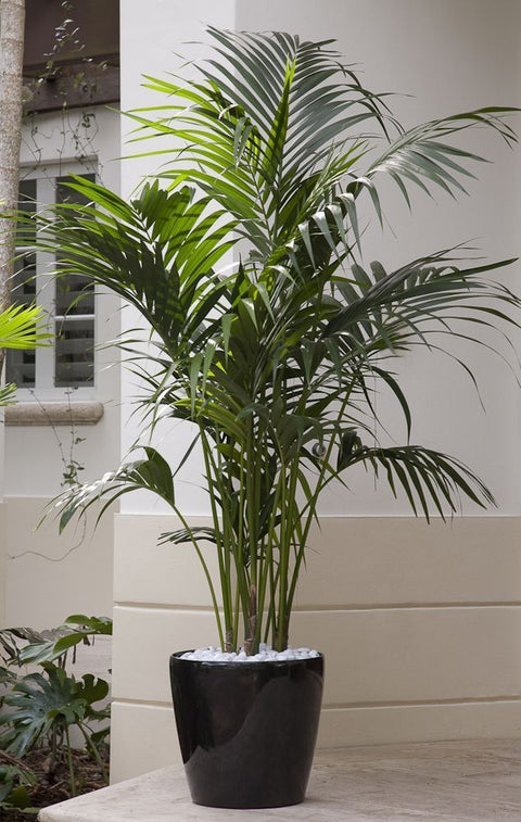 Bamboo Palm XL