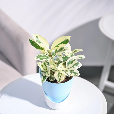 Ficus Prestige