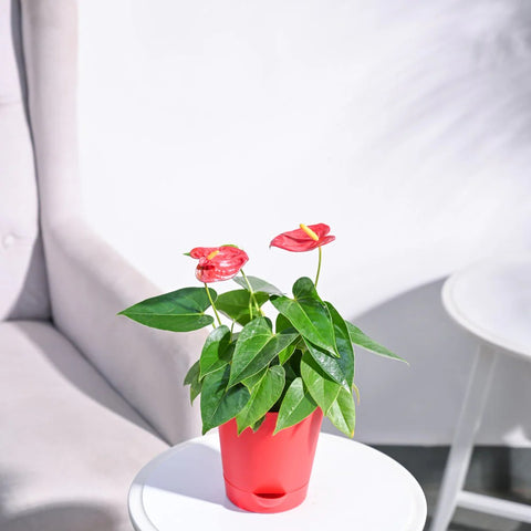 Anthurium Red