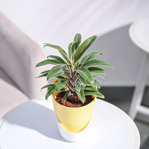 Cordyline Chocolate Queen