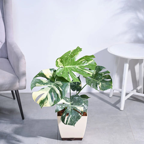 Monstera Deliciosa - Thai Constellation XL