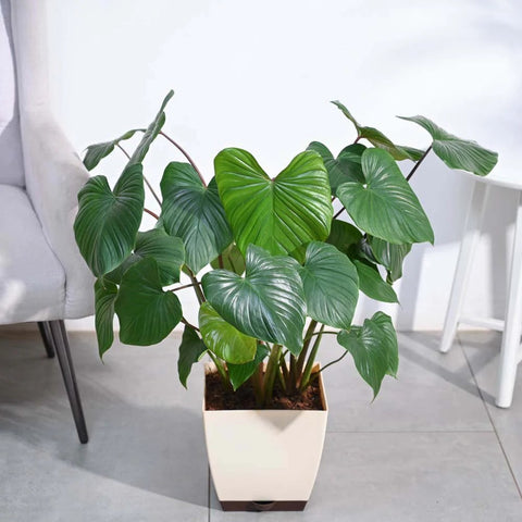 Homalomena XL