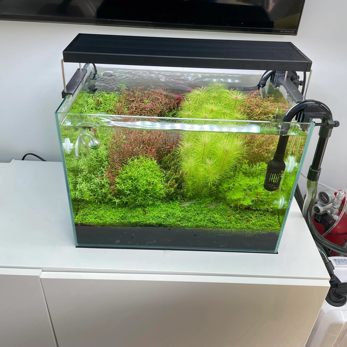 Aquarium Setup & Maintenance