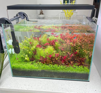 Aquarium Setup & Maintenance