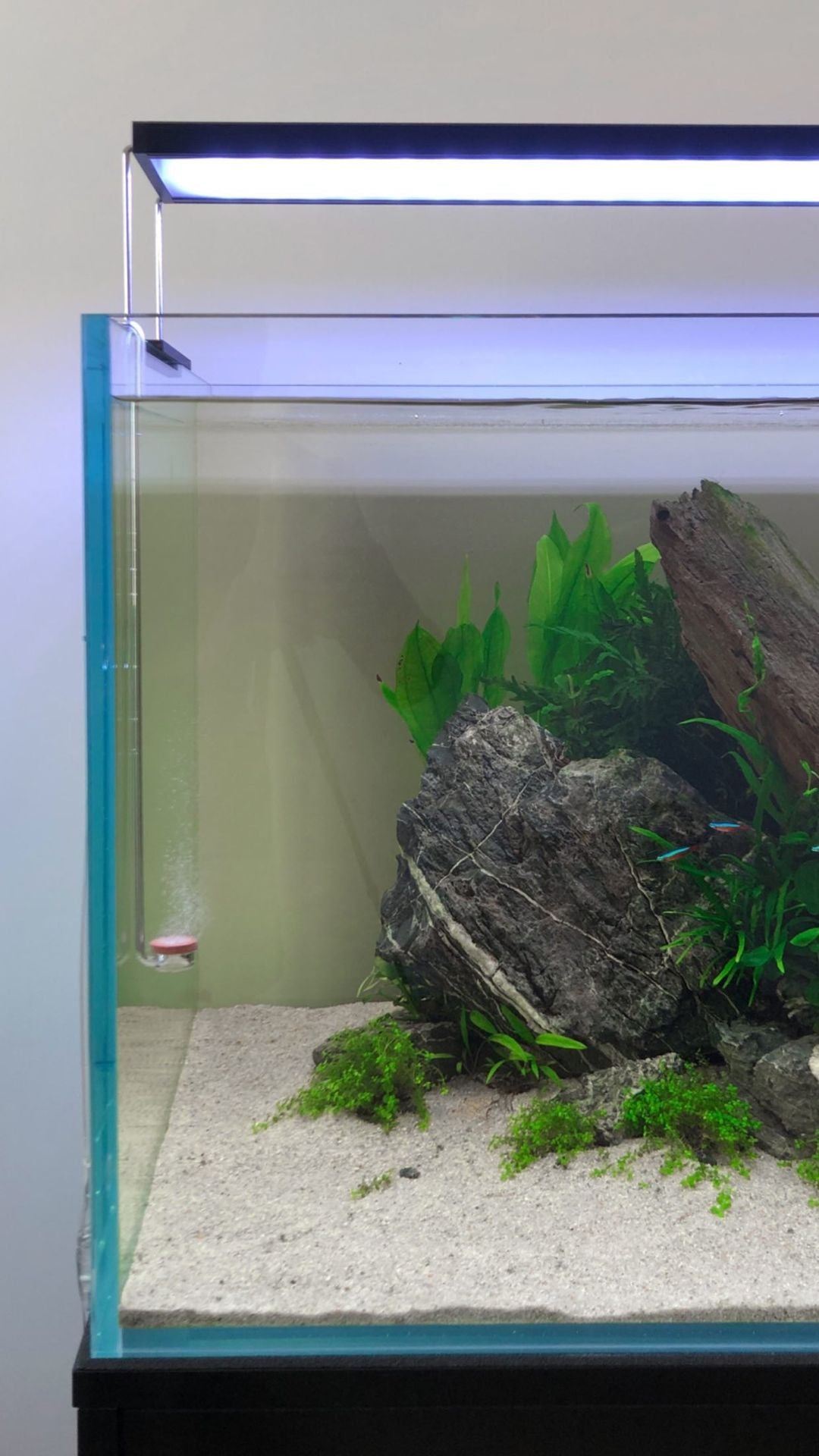 Aquarium Setup & Maintenance