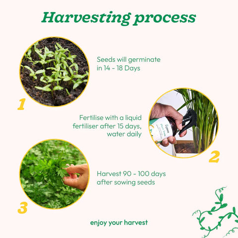 Parsley