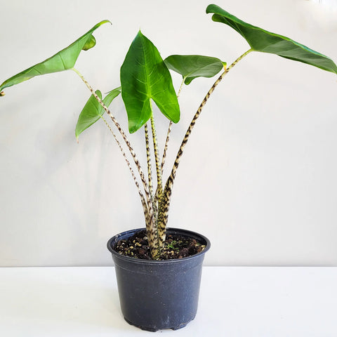 Alocasia Zebrina