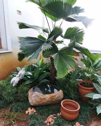 Indoor Plantscaping