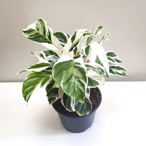 Calathea Lietzei - White Fusion