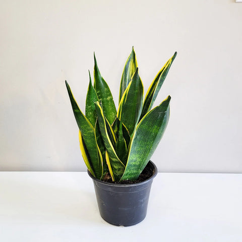 Sansevieria Yellow Flame