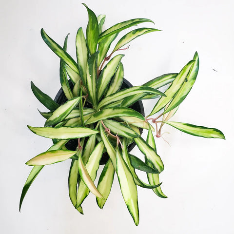 Hoya Wayetti Variegata