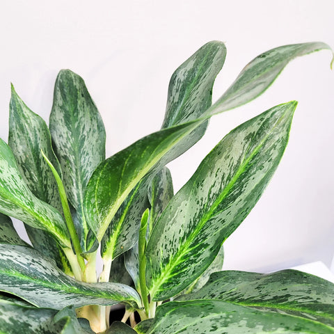 Aglaonema Commutatum - Electric Lime