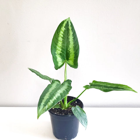 Schismatoglottis Wallichii - Drop Tongue