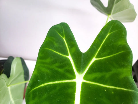 Alocasia Micholitziana - Frydek