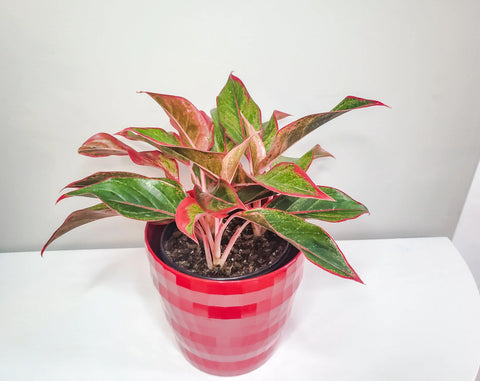Aglaonema Siam Aurora