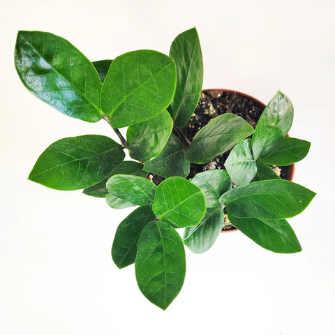 Dwarf ZZ Plant