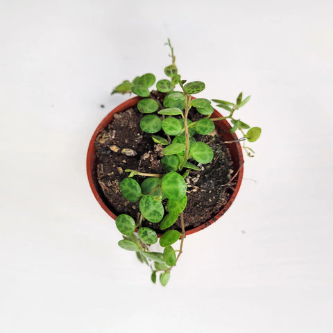 Peperomia Prostrata - String of Turtles