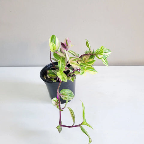 Tradescantia Zebrina Quadricolour