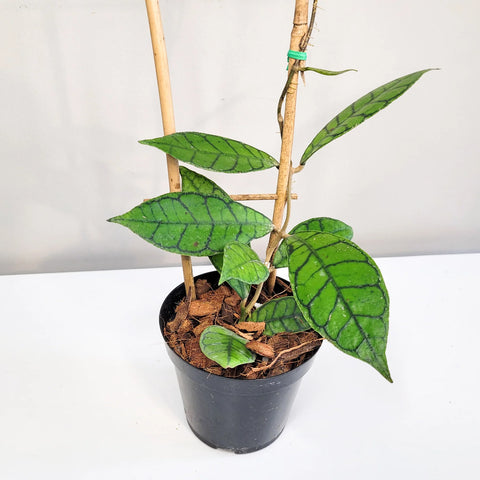 Hoya Callistophylla