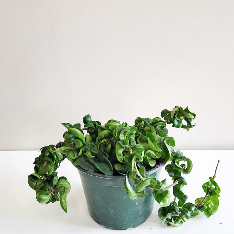 Hoya Carnosa Compacta - Hindu Rope