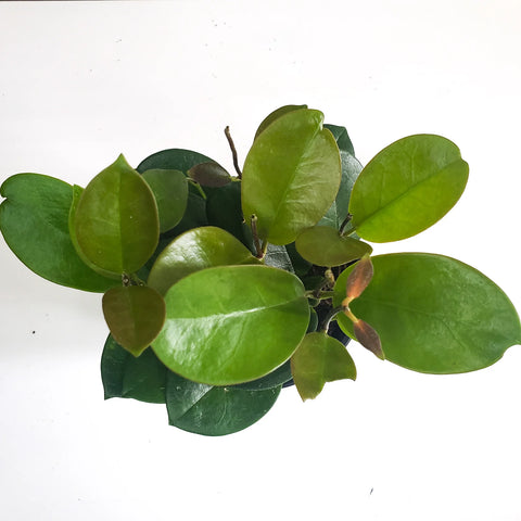 Hoya Australis