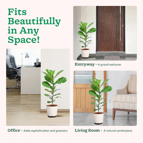 Fiddle Leaf Fig XL