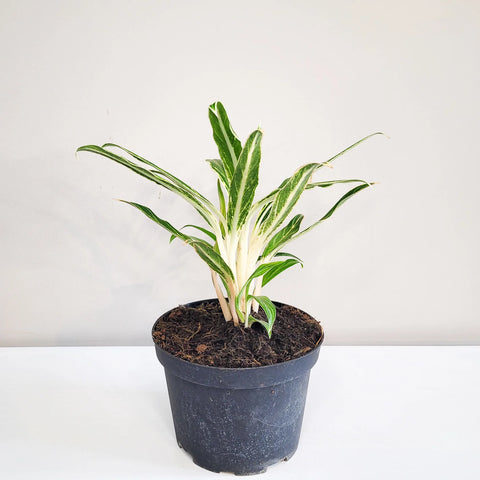 Aglaonema Commutatum - Rice