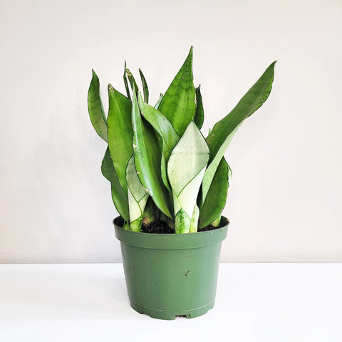 Sansevieria Moonshine