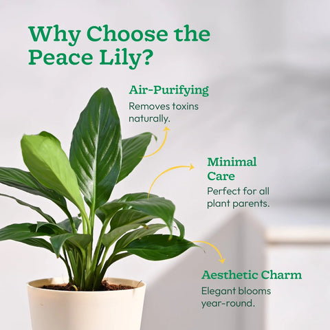 Peace Lily