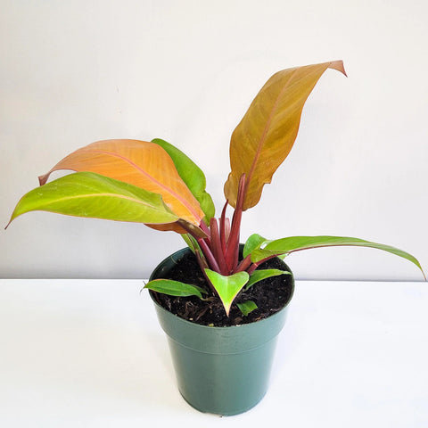 Philodendron Prince of Orange
