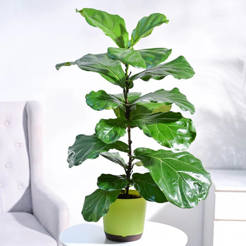 Fiddle Leaf Fig